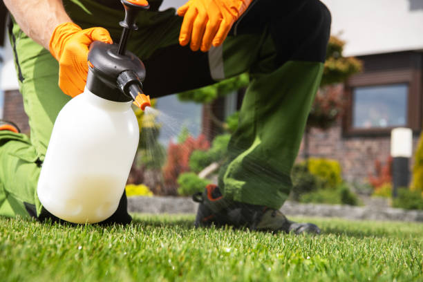 Best Local Pest Control Services  in Boulder City, NV