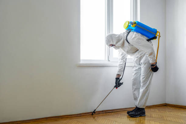 Best Termite Control Services  in Boulder City, NV