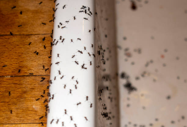 Best Pest Prevention Services  in Boulder City, NV