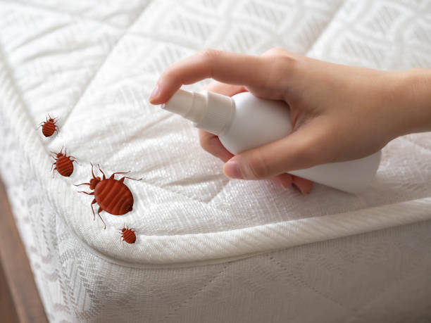 Best Spider Control Near Me  in Boulder City, NV