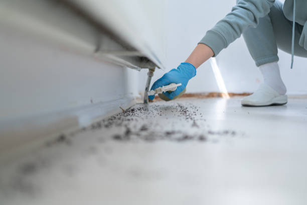 Bird Control in Boulder City, NV